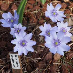 Hepatica x media Bergsee AH – Bild 2