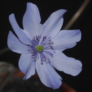 Hepatica x media Bergsee AH – Bild 3