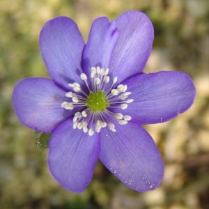 Hepatica x petersii Arya JP (1 L Tb) – Bild 5