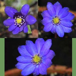 Hepatica x petersii Ealwihna JP (1 L Tb)