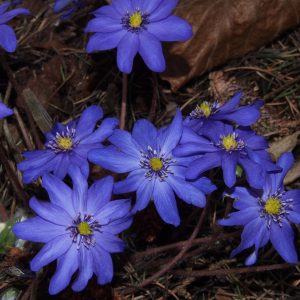 Hepatica x petersii Ealwihna JP (1 L Tb) – Bild 5
