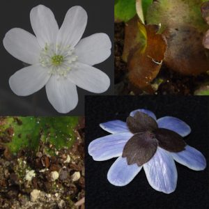 Hepatica transsilvanica Gletschereis JP