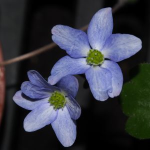 Hepatica x media Svantje JP