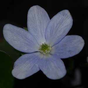 Hepatica x media Svantje JP – Bild 3