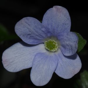 Hepatica x media Svantje JP – Bild 4