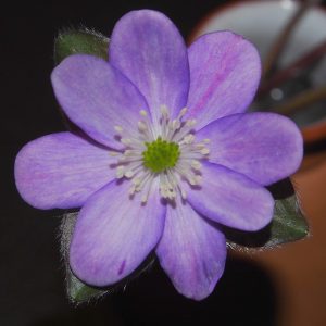 Hepatica x schlyteri Himbeersorbet JP