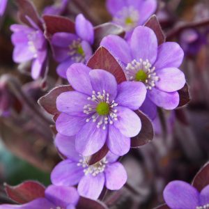 Hepatica x schlyteri Himbeersorbet JP – Bild 3
