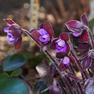 Hepatica x schlyteri Himbeersorbet JP – Bild 4
