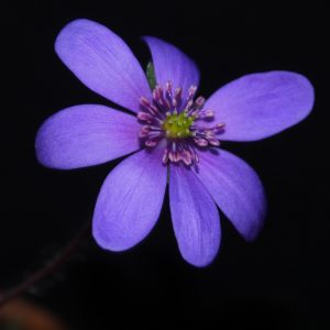 Hepatica x transs-acut Katja JP – Bild 2