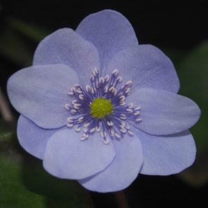Hepatica x media Avatar AH
