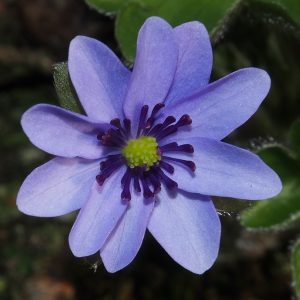 Hepatica x media Paktai OB