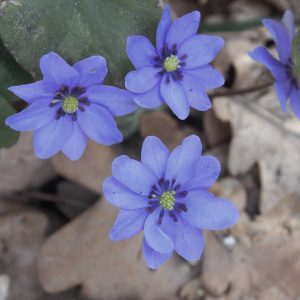Hepatica x media Paktai OB – Bild 2