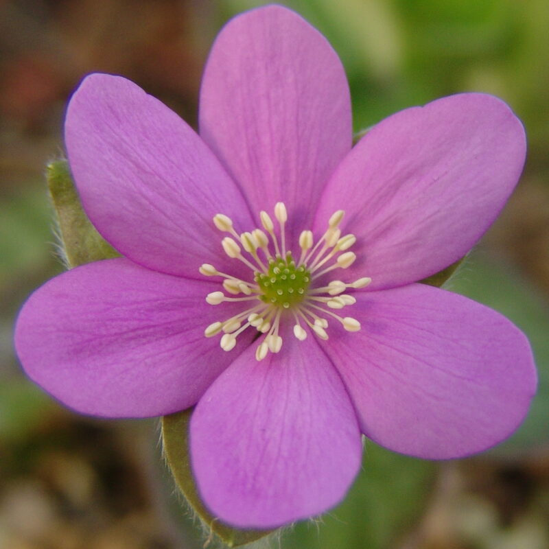 Hepatica x schlyteri Auslese Rosa JP