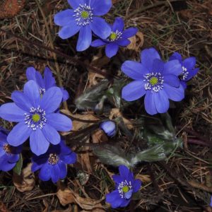 Hepatica x petersii Saphira JP