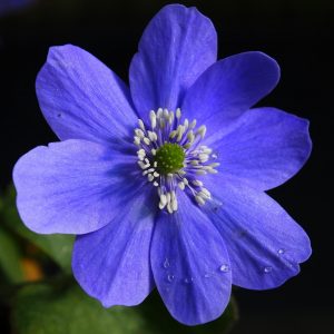 Hepatica x petersii Saphira JP – Bild 5