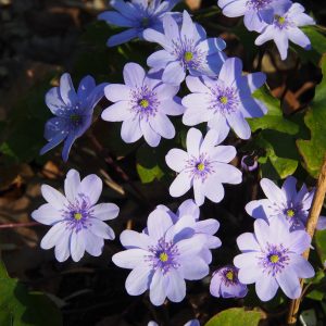 Hepatica x transs-japonica Silberdrache JP