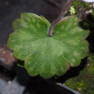 Hepatica x media Silberkönig JP – Bild 3