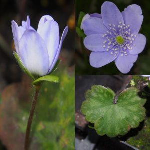 Hepatica x media Silberkönig JP