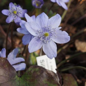 Hepatica x media Silberkönig JP – Bild 4