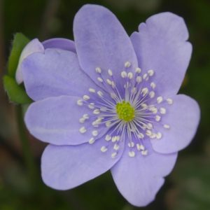 Hepatica x media Silberkönig JP – Bild 2