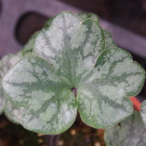 Hepatica x transs-japonica Silbersurfer JP