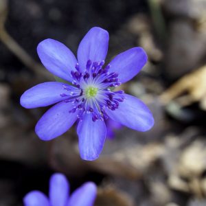 Hepatica transsilvanica Sternenglanz AH