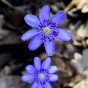 Hepatica transsilvanica Sternenglanz AH – Bild 3