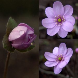 Hepatica x media Sue White RW