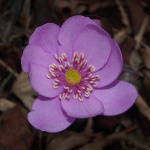 Hepatica x media Sue White RW – Bild 2