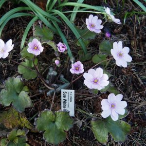 Hepatica x media Sue White RW – Bild 3