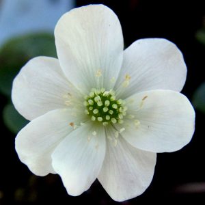 Hepatica x schlyteri Alba