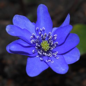 Hepatica transsilvanica Waldgeist AH