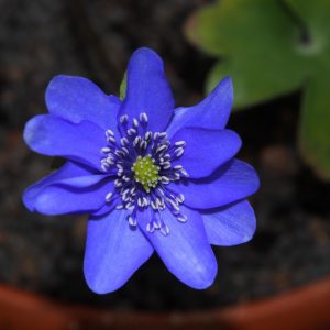 Hepatica transsilvanica Waldgeist AH – Bild 3