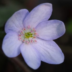 Hepatica x transs-japonica Aljascha OB – Bild 3