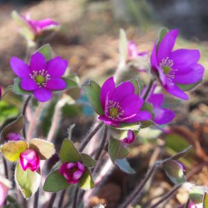 Hepatica x schlyteri Kirschsorbet JP – Bild 4