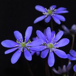 Hepatica nobilis var. nobilis Frühlingsstern JP
