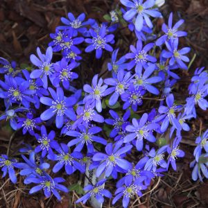 Hepatica nobilis Frühlingsstern JP – Bild 3