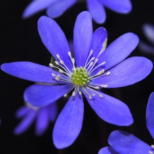 Hepatica nobilis Frühlingsstern JP – Bild 4