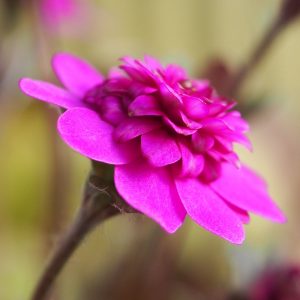Hepatica nobilis Rote Glut JP – Bild 2