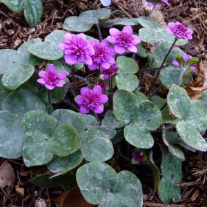 Hepatica nobilis Rote Glut JP – Bild 3