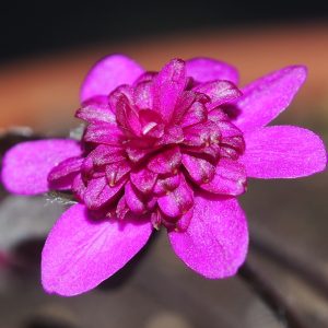 Hepatica nobilis Rote Glut JP