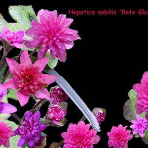 Hepatica nobilis Rote Glut JP – Bild 5