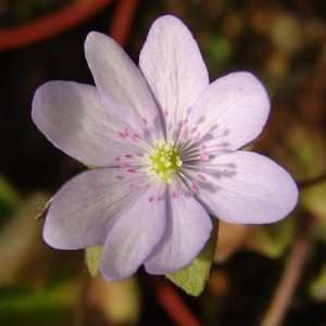 Hepatica  japonica f. japonica Junki JP