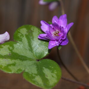 Hepatica japonica Dai Taigi Marmorata JP