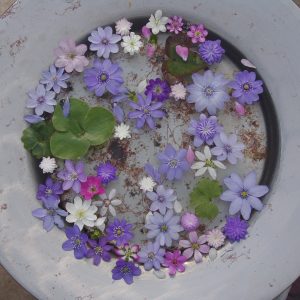 Hepatica japonica "unbestimmte Farben" 10 Pflanzen im Angebot