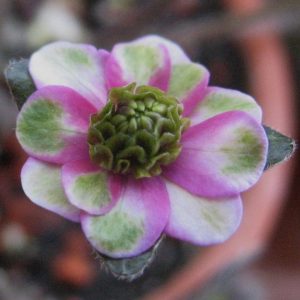 Hepatica japonica Yahiko