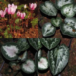 Cyclame hederifolium MIX