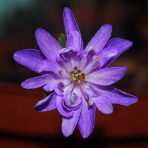 Hepatica japonica Dai Taigi Marmorata JP