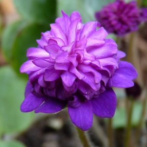 Hepatica japonica Shiki – Bild 2