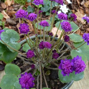 Hepatica japonica Shiki – Bild 3